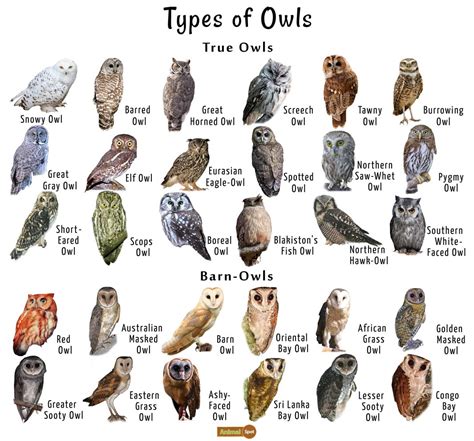 Does Japan Have Owls