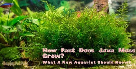 Does Java Moss Grow Fast
