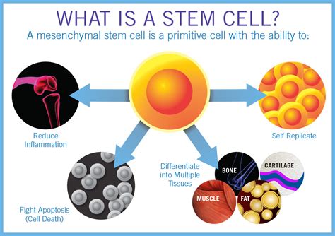 does kaiser permanente do stem cell therapy