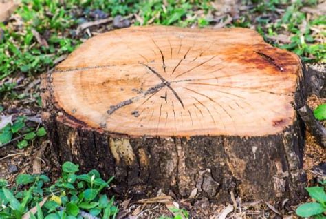 Does Kerosene Kill Tree Stumps