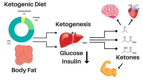 Does Keto Damage Metabolism