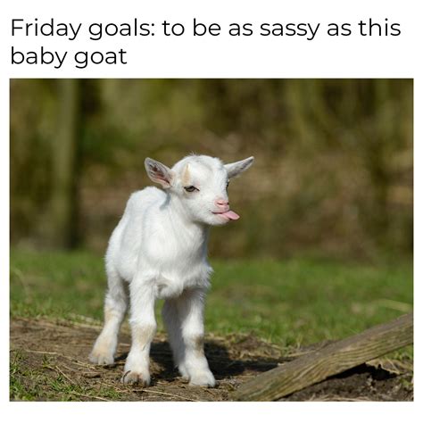 Does Kid Mean Goat