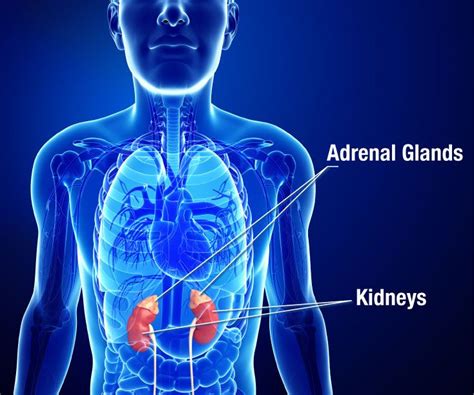 does kidney disease affect adrenal glands