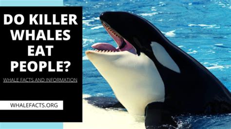 does killer whale eat humans