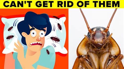 does killing a cockroach attract more