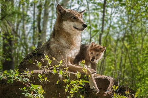 does killing coyotes increase the population