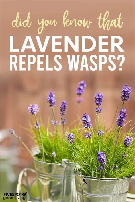 Does Lavender Help Keep Flies Away