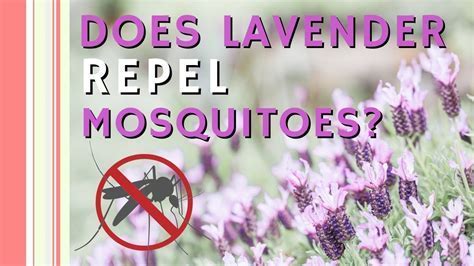 Does Lavender Repel Moth