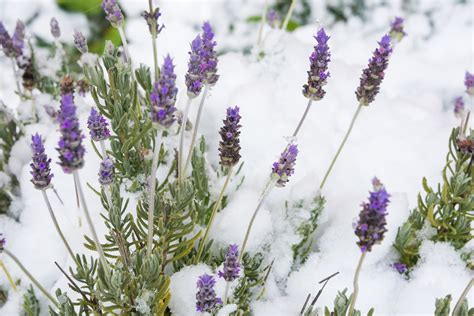 Does Lavender Survive Cold Winters