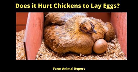 does laying eggs hurt chickens