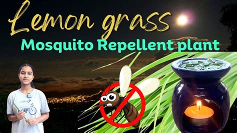 Does Lemon Help Mosquito Bites