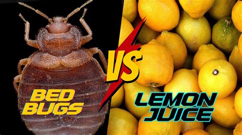 Does Lemon Juice Attract Bugs