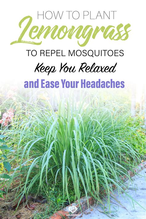 does lemongrass repel mosquitoes
