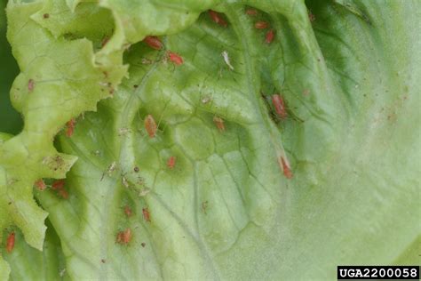Does Lettuce Attract Aphids