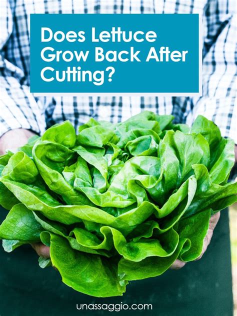 Does Lettuce Grow Back Every Year