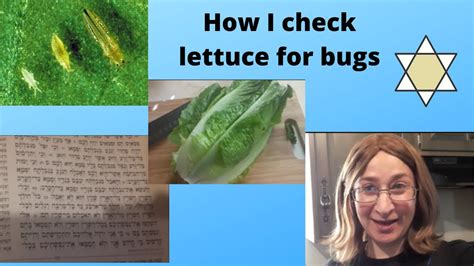 Does Lettuce Have Bugs