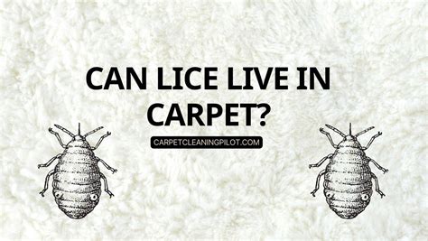 Does Lice Live On Carpet