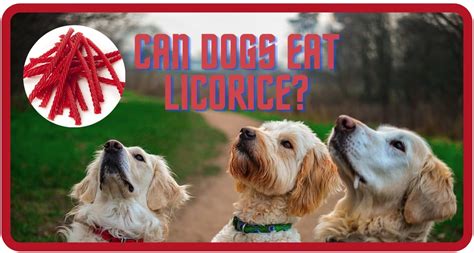 Does Licorice Harm Dogs