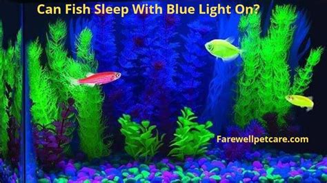 Does Light Affect Fish Sleep