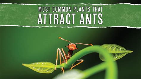 Does Light Attract Ants