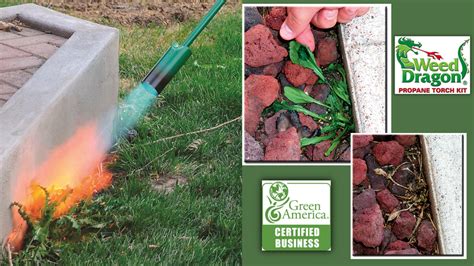 Does Liquid Fire Kill Roots