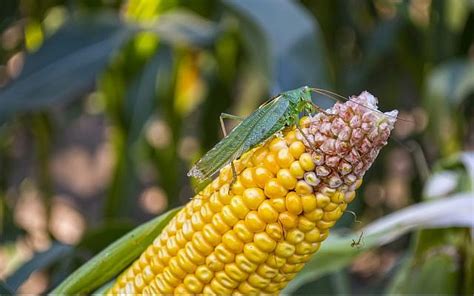 Does Locust Eat Corn