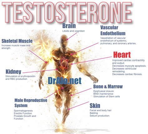Does Low Testosterone Cause Inflammation