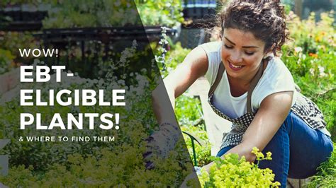 Does Lowe's Accept EBT for Plants: Find Out Here
