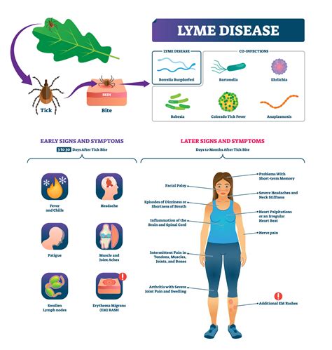 Does Lyme Disease Affect Everyone