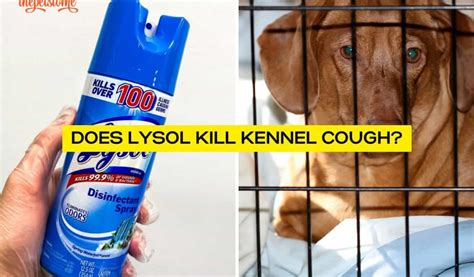 Does Lysol Make Dogs Sick