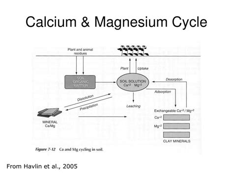 Does Magnesium Raise Calcium Levels