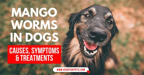 Does Mango Worms Kill Dogs