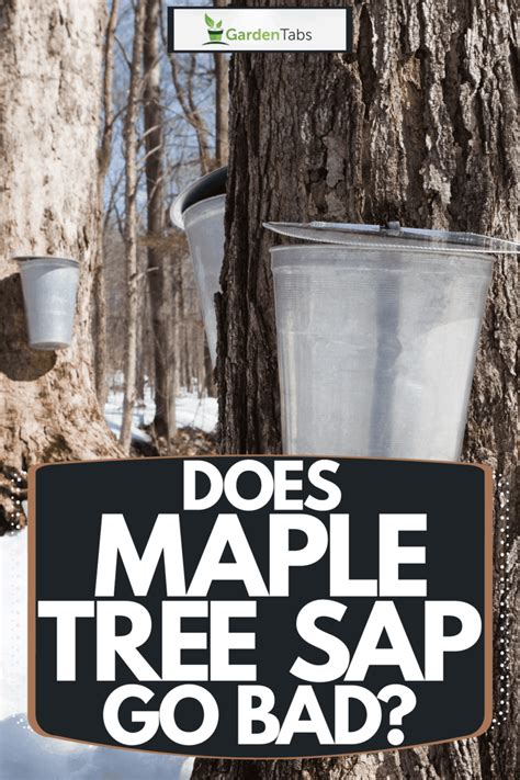 Does Maple Sap Go Bad