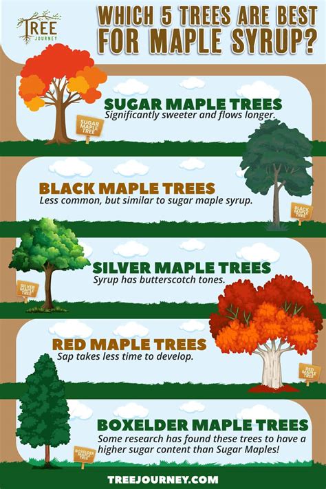 Does Maple Syrup Come From Trees