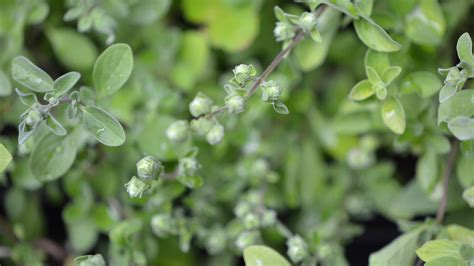 Does Marjoram Grow Back