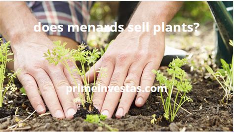 Does Menards Have Plants Yet