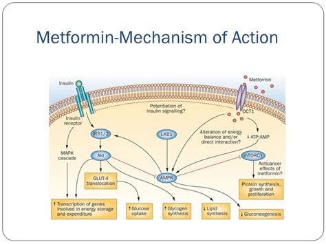 Does Metformin Increase Insulin Sensitivity
