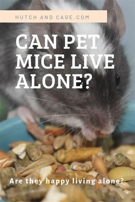 Does Mice Live Alone