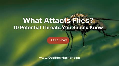 Does Milk Attract Flies