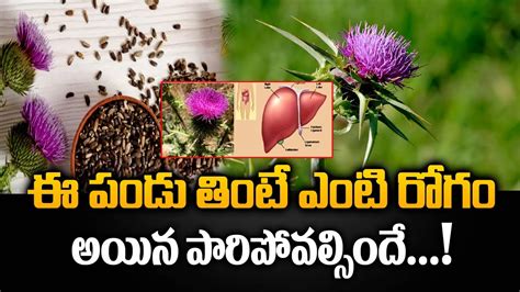 Does Milk Thistle Affect Sleep