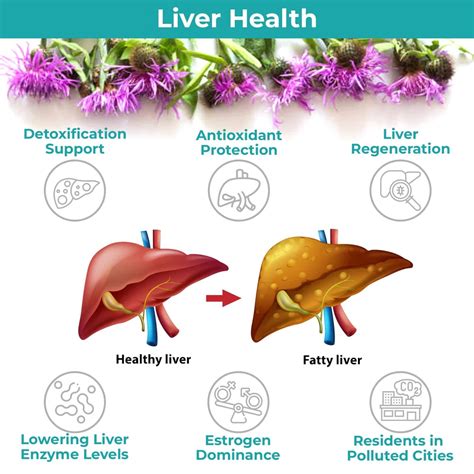 Does Milk Thistle Help With Liver Function