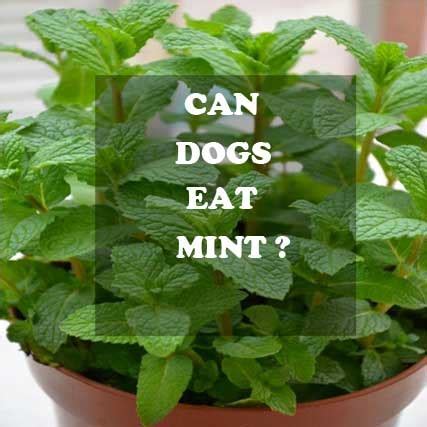 Does Mint Repel Dogs