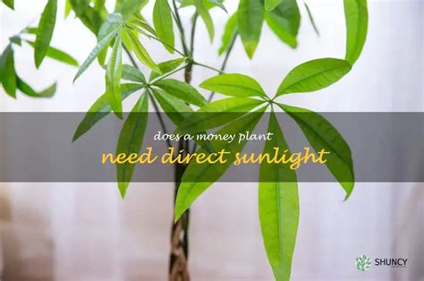 Does Money Tree Need Direct Sunlight