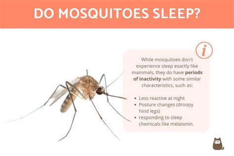 Does Mosquito Sleep At Night