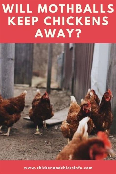 Does Mothballs Affect Chickens