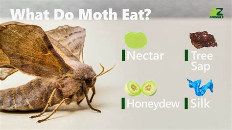 Does Moths Eat Paper