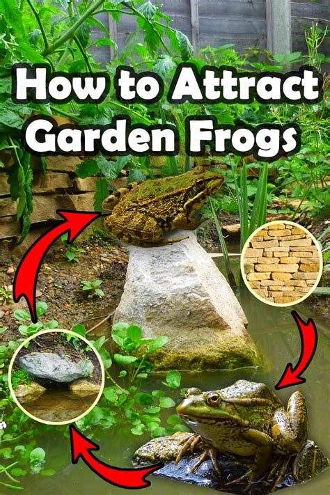 Does Mulch Attract Frogs