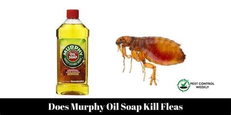Does Murphy's Oil Soap Kill Fleas