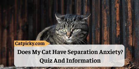 does my cat have separation anxiety quiz