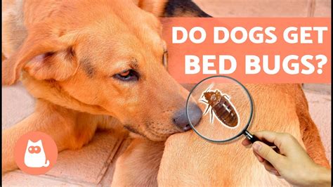 Does My Dog Have Bed Bugs